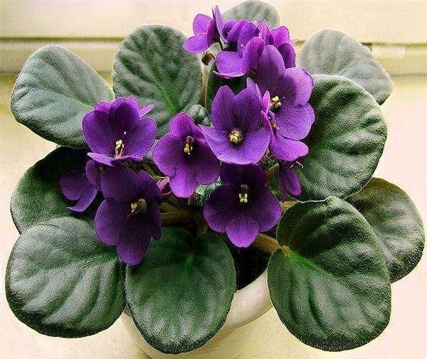 这“4种”花全身带香味，家里摆一盆，味道清新更舒心！