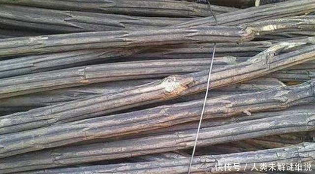 山中若遇此种植物,请珍惜保护,不可破坏,见一眼已是运气