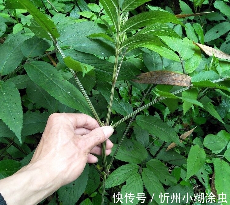 果实|路边的杂草“接骨草”外表美观,香气清新,具有药用价值