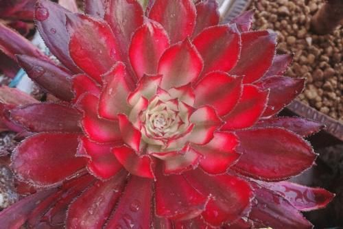 多肉红覆轮锦是最容易变异的法师，这些法师品种都跟它有莫大的关系