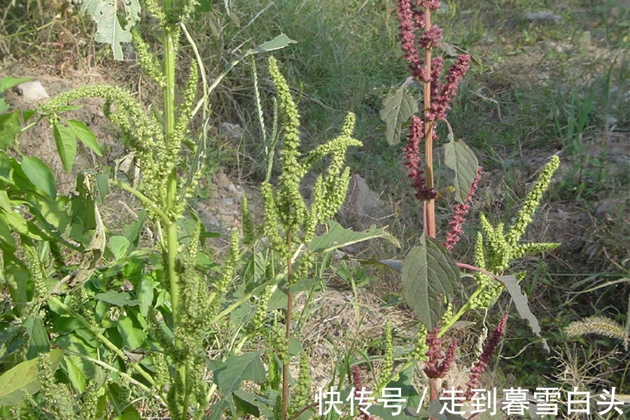 家畜|入侵我国多地泛滥，家畜食用经常中毒，如今却成了“高端”野菜