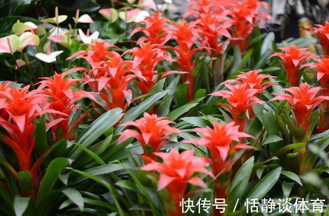 寓意吉祥的“五种花”，好养又吉祥，是打造高端家居的不二选择