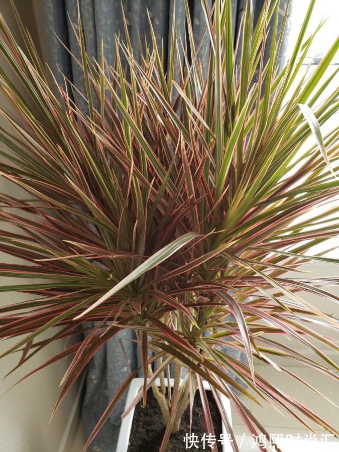 10种花越高越值钱,能长到2米,大高个霸气镇宅!