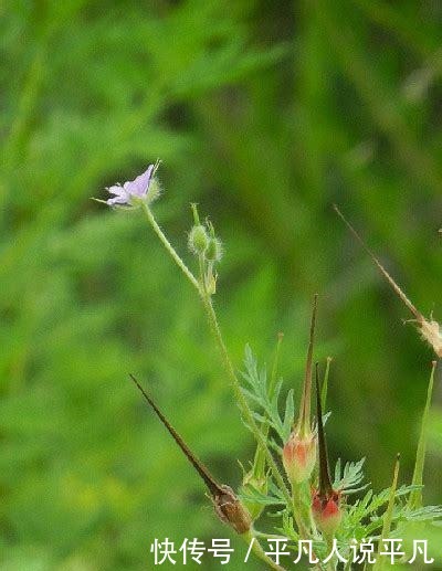 汪曾祺笔下的人间烟火味!
