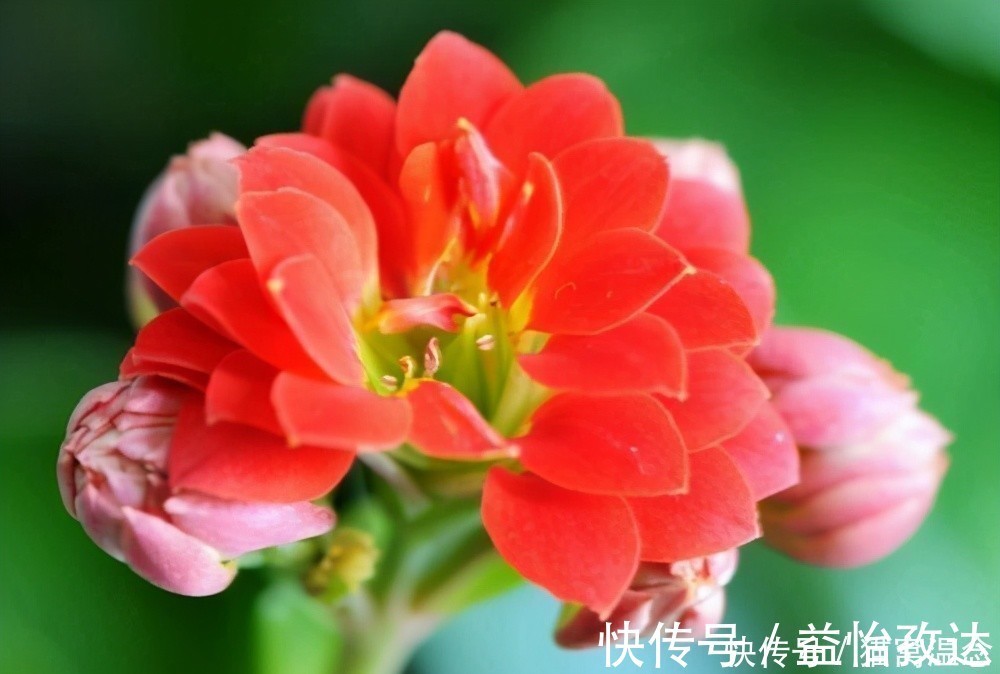 小苏打|长寿花不开花别着急,快来点小苏打,催花效果极好过年前能开花