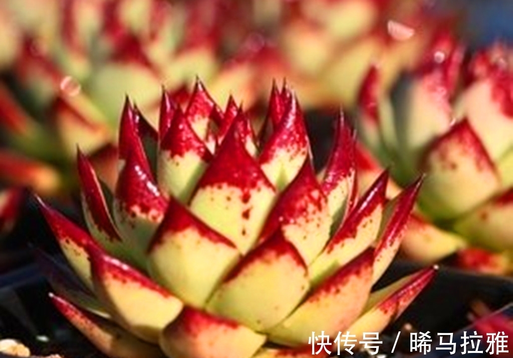 养多肉需要3个硬条件,如果达不到,其它条件再好肉肉也难出状态