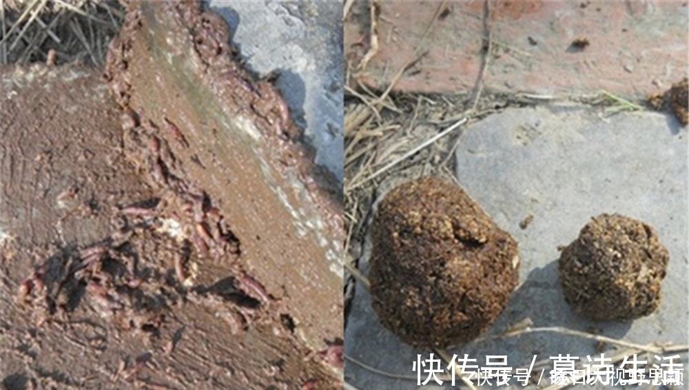 蚯蚓|钓鱼技巧:民间野钓打窝“土方法”,方法是真土,效果是真的好!
