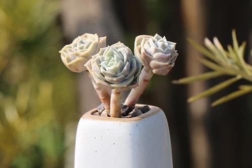 可爱玫瑰，多肉中最像玫瑰花的品种，出了状态颜色粉嫩，浪漫十足