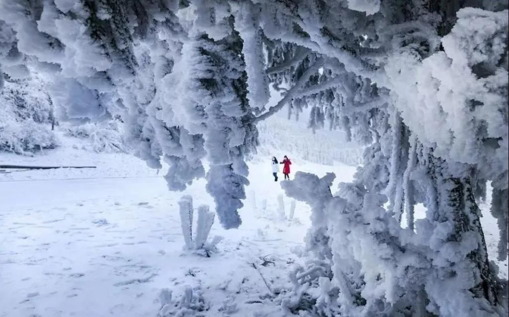 1小时飙拢！去重庆看雪！云海雪山森林，下山还能泡温泉！