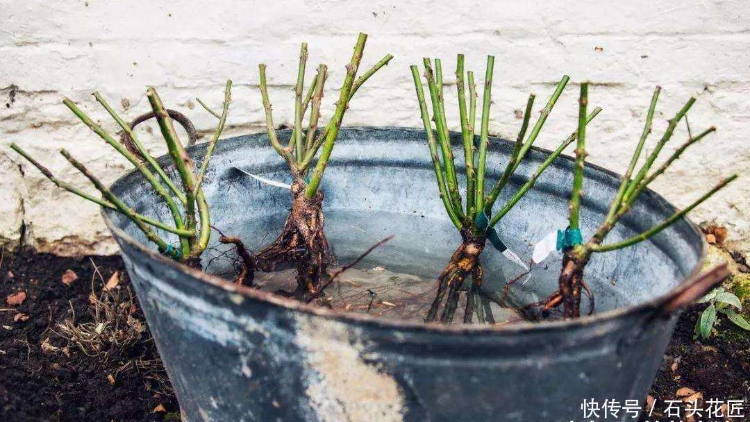 关键点|冬天买“便宜”裸根月季,经济又划算,栽种掌握“3个关键点”