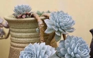 3种多肉,天热少浇水,养护成“老桩”,欣赏价值高