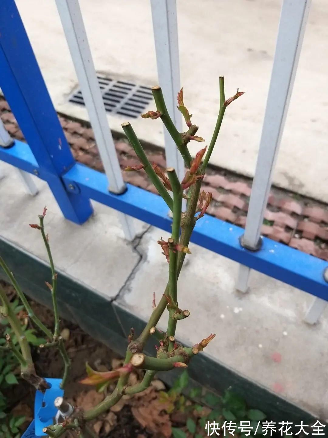 7种花冬天会假死，叶子掉光不要扔，明年还能大爆花