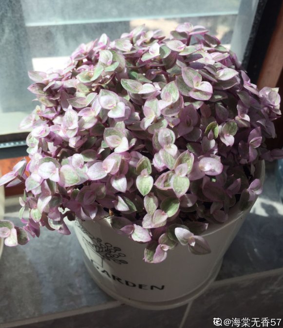 枯萎|一盆胭脂云，颜色粉嫩像“仙女”，秋天上色特好看