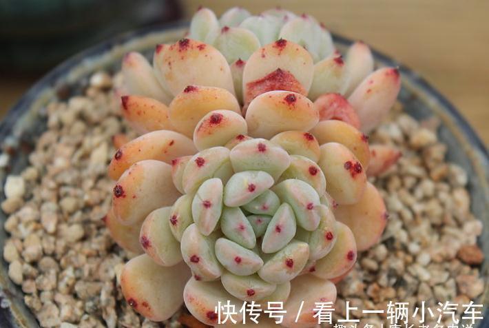 多肉雪爪比安特——小盆控养成胖墩,大盆放养会“炸毛”的品种