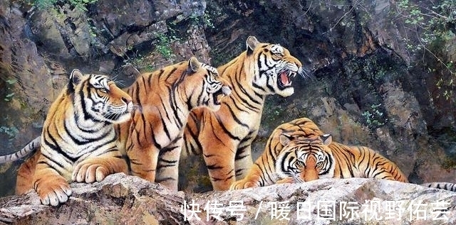 老虎#老一辈说“虎生三子,必有一彪”,似虎非虎的彪,有何特殊之处?