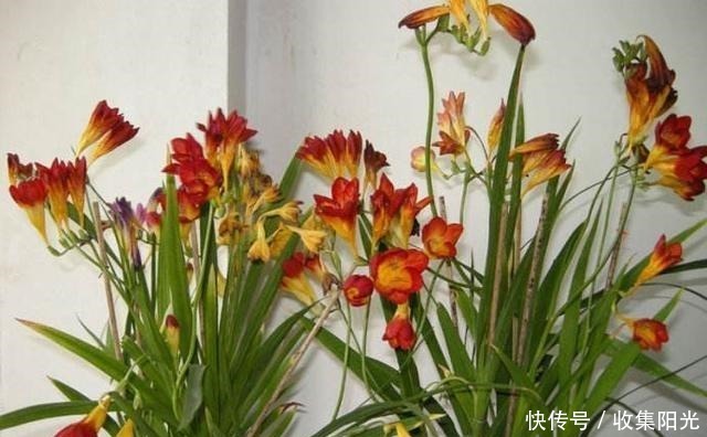 比兰花香,比绿萝还好养,养一盆花,香气飘满家,能开一辈子!