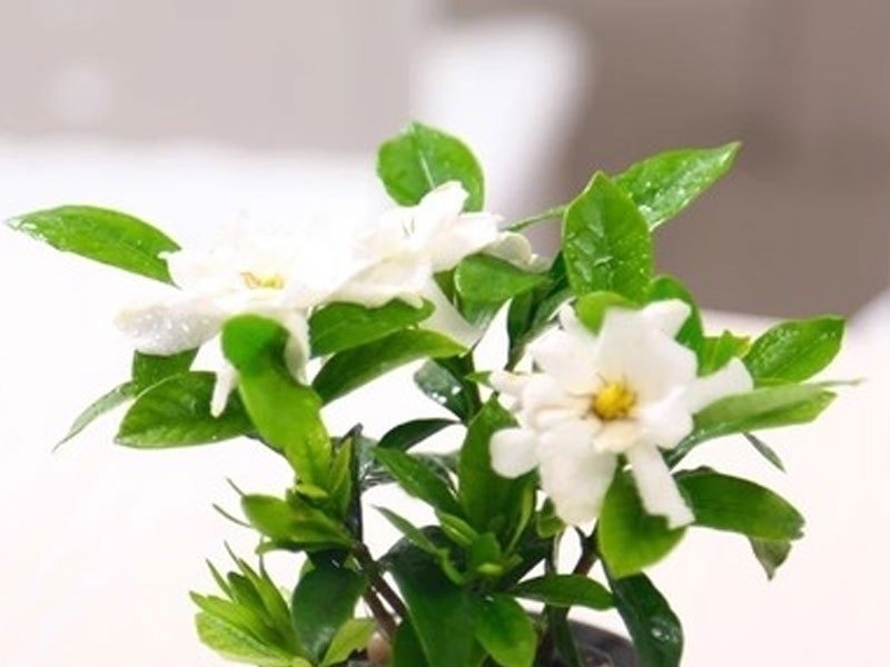 跑断腿买不到的6种盆栽长得特别快,清新空气还驱蚊,最适合夏天