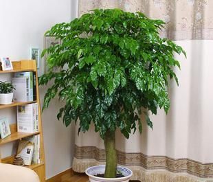 养花|6种观叶植物,客厅养一盆,绿意盎然,充满生机,不开花也好看!