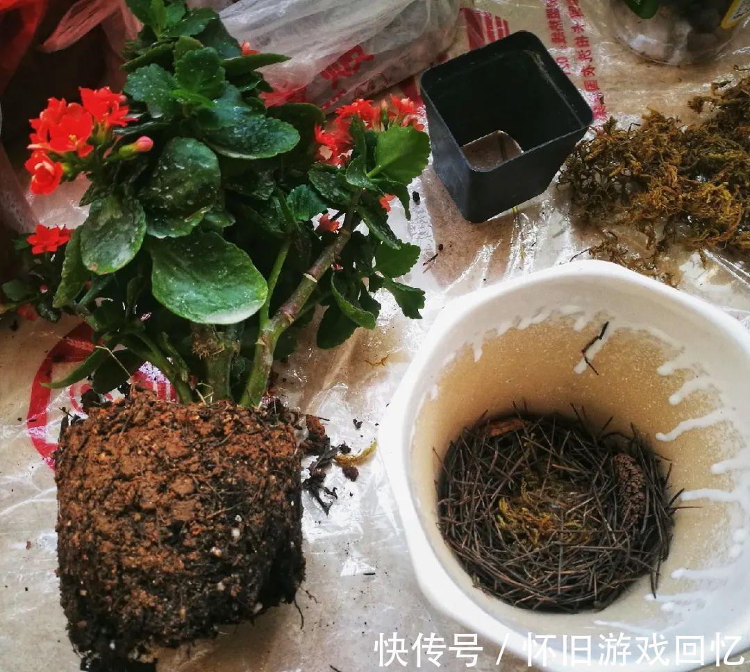 这花不能换盆,现在一动土,小命不保!