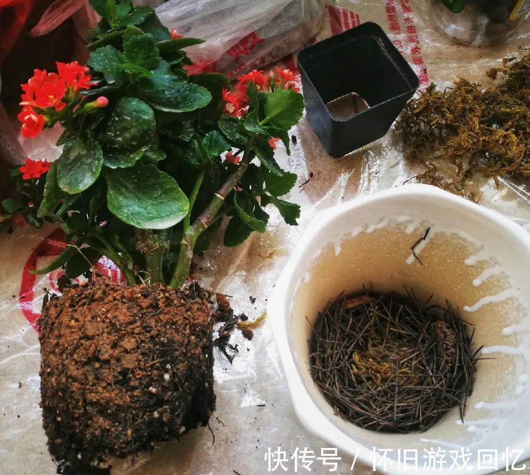 蟹爪兰|这花不能换盆，现在一动土，小命不保！