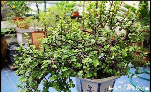 金枝玉叶这样养,长到狂魔乱舞,轻轻剪一剪,瞬间高大上