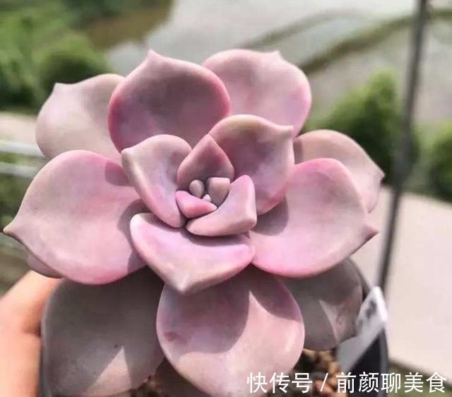 多肉|一种紫色“多肉”，5个养护小技巧，叶片肥，长成群生的漂亮老桩