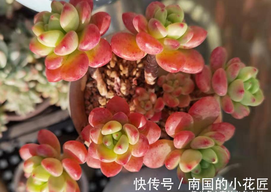没时间去香格里拉?那养一棵叫香格里拉的多肉吧!味道香香很好闻