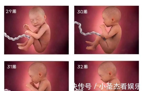 b超|由受精到新生儿,胎宝宝怎么成长的?一组过程图带你探索生命奥秘