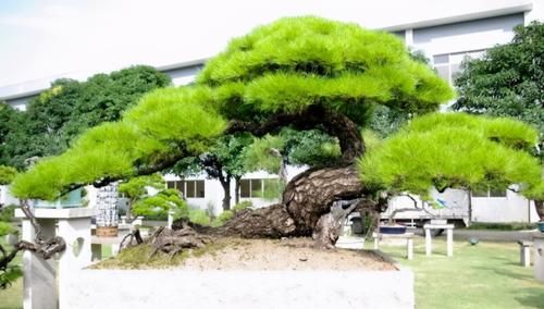 曾经无人识的山松火了，以苍劲雄奇，嶙峋古朴之姿，征服了盆景界