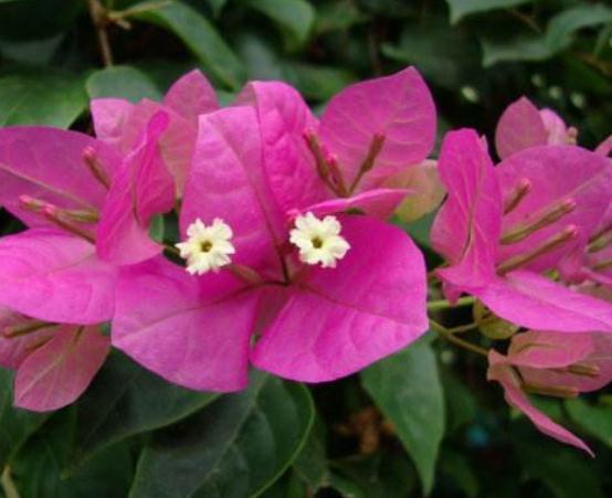 养盆“叶子花”，用点“它”别小气，花苞上百，花开成瀑布