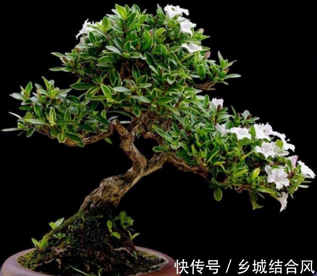 6种“小盆景”,越小越值钱,客厅养一盆,能香上几十年