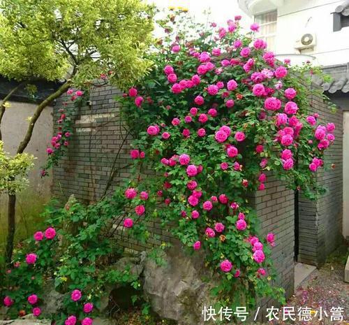  越长越|养花用盆有讲究，“富花”大盆栽，“穷花”挤一挤，越长越好看！