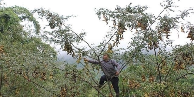 皂角米|深山大树爬满“小蛇”，农民冒险上去捕捉，因内含宝石营养价值高