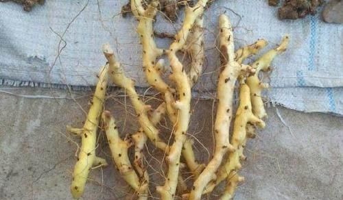 风湿性关节炎|农村一种平凡的野草,地下藏着“金不换”,泡酒是养生神器