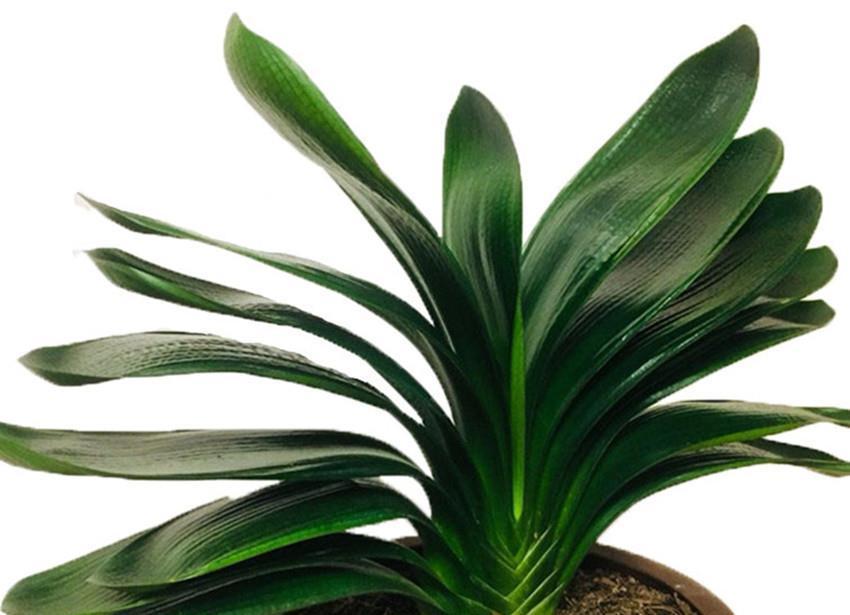 啤酒水|君子兰一生就喜欢一种土和两种肥,好好把握,再也不怕长不好