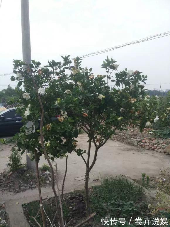 南瓜花|农村的4种花,味道比“鸡肉”香,煎炒煮汤,是一道美味!