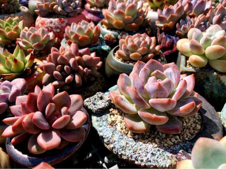 “温度”对于多肉的影响，并非看起来那么简单，一定要知晓！