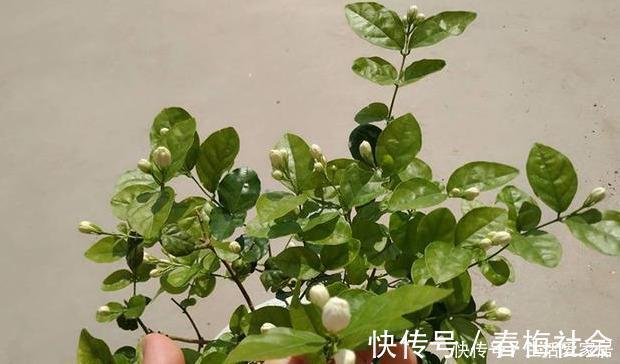 盆栽茉莉花，冬天这样养，枝条壮实好过冬，明年还能开5茬！