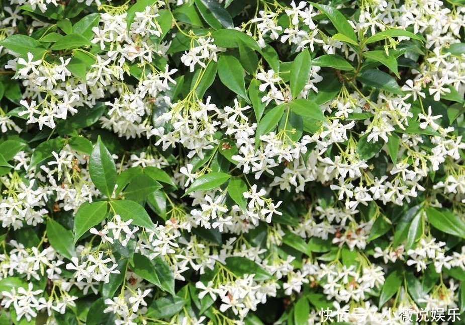 铁线莲|阳台别摆盆盆罐罐了,5种花草养一棵就能开满阳台,很省空间