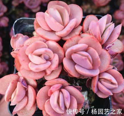 老花匠养了一盆漂亮多肉 秋天直接丢露台上 叶子越长越肥厚 粉紫色 老花匠养了一盆漂亮多肉 秋天直接丢露台上 叶子越长越肥厚 粉紫色