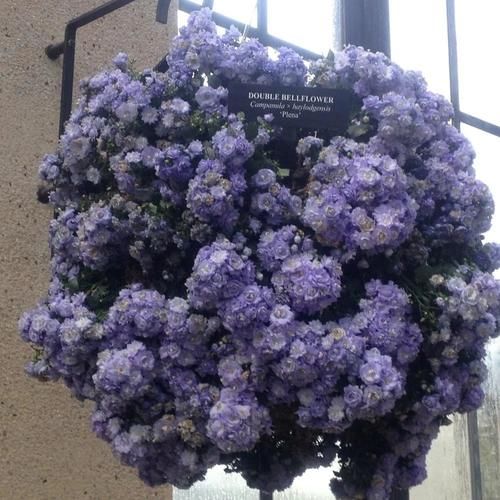 比重瓣长寿花好看的风铃花品种，开花时有上千个花苞，花朵像月季