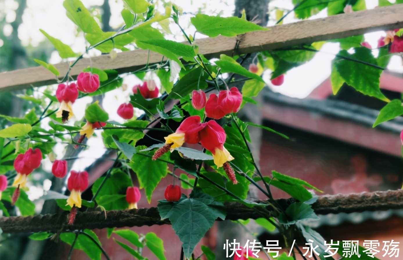 4种花像“小灯笼”,挂在枝头很喜庆,它们很好养!而且花期长