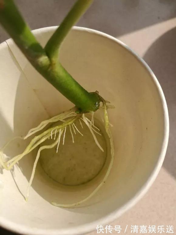 泡水|3种枝条泡水里,10天长根,一次开花100朵,水培成活率更高!