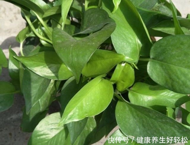 家有这2种“垃圾”,是养花的“宝贝”,平时别扔了,养绿萝超旺!