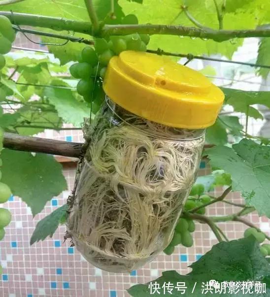 成活率|1个塑料袋1条绳，盆栽1盆变2盆，成活率百分百！