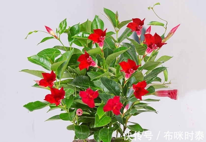 养花要学会配土和养根,身边有三种生根养根料,花卉生长的利器