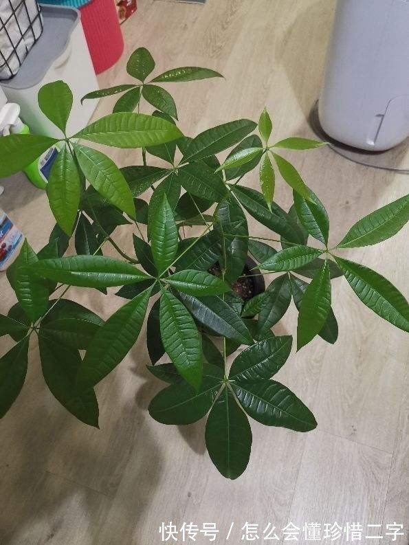 君子兰|大花盆养花不一定好,5种花小盆挤着养,才能越长越旺