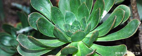 大气|6种大型多肉植物,颜值高好养护,阳台种一盆,大气上档次!