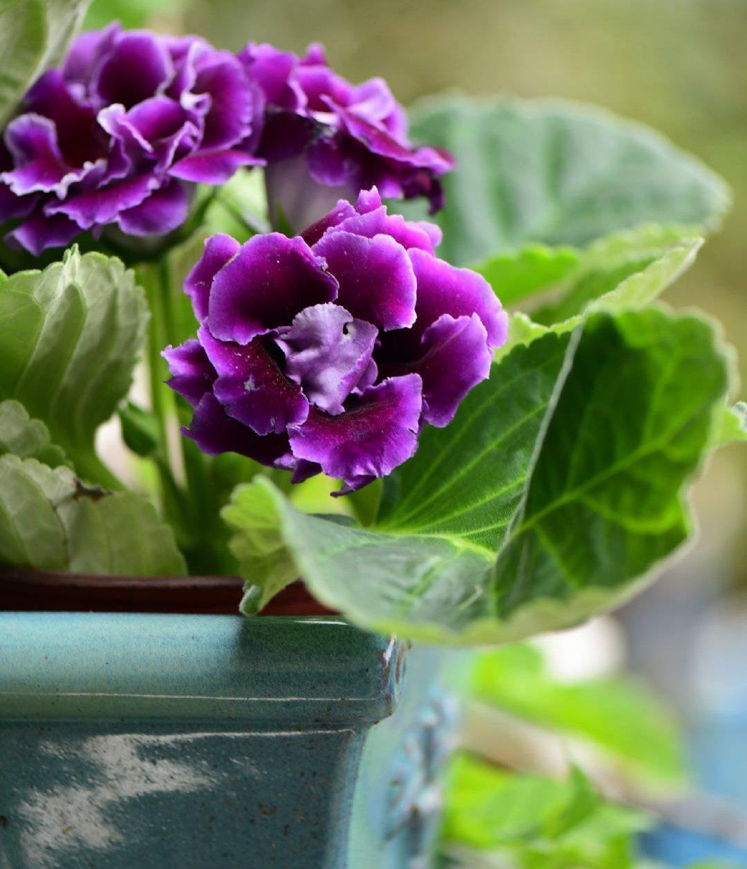 大岩桐怎么养？记住3招，花朵大又美、四季有花、姹紫嫣红