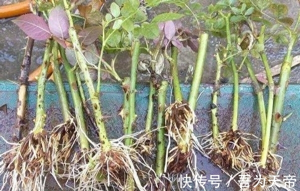 怎么提升扦插育苗的成功率?关键点全藏在这7步操作里